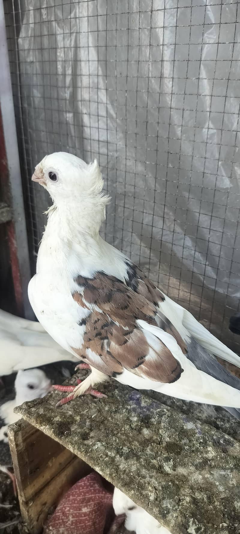 Fancy pegien 8