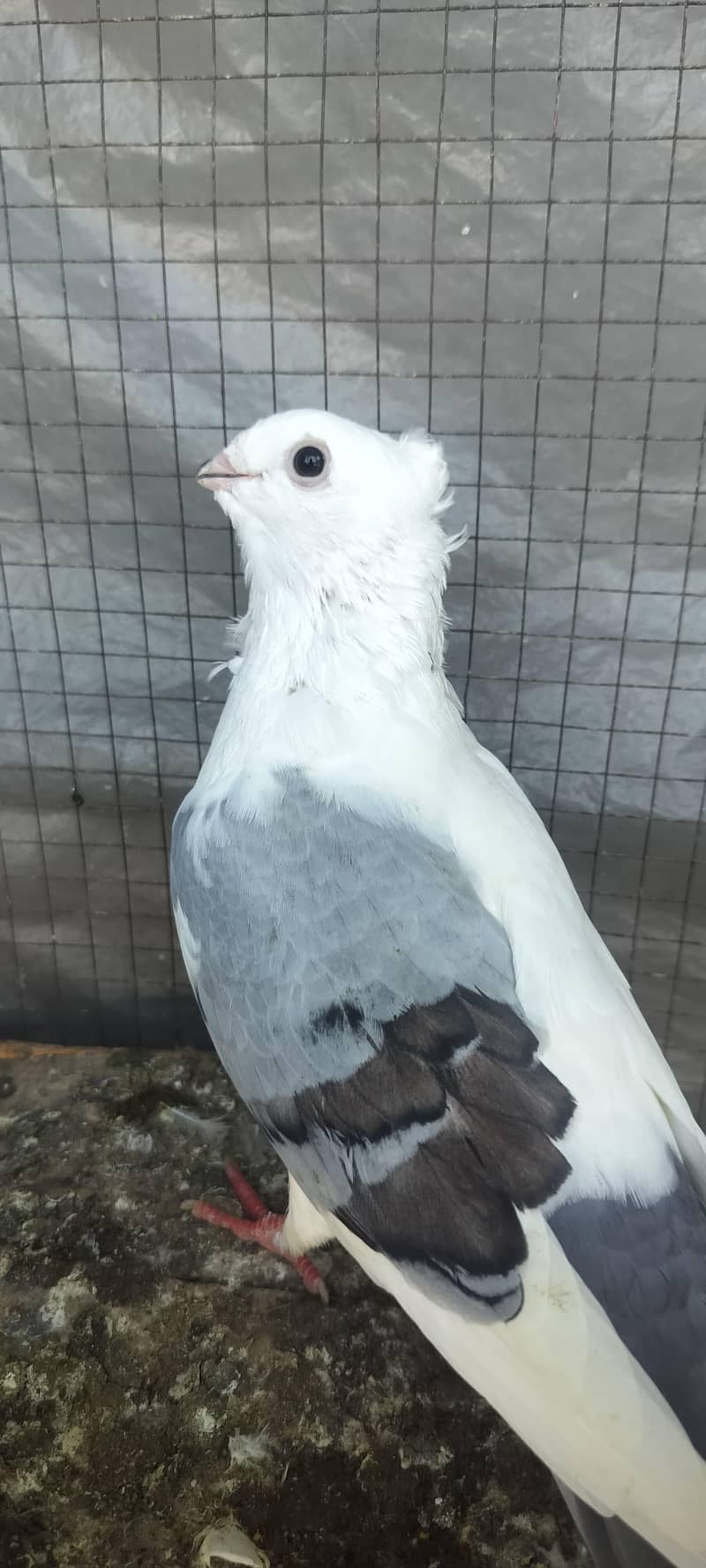 Fancy pegien 9