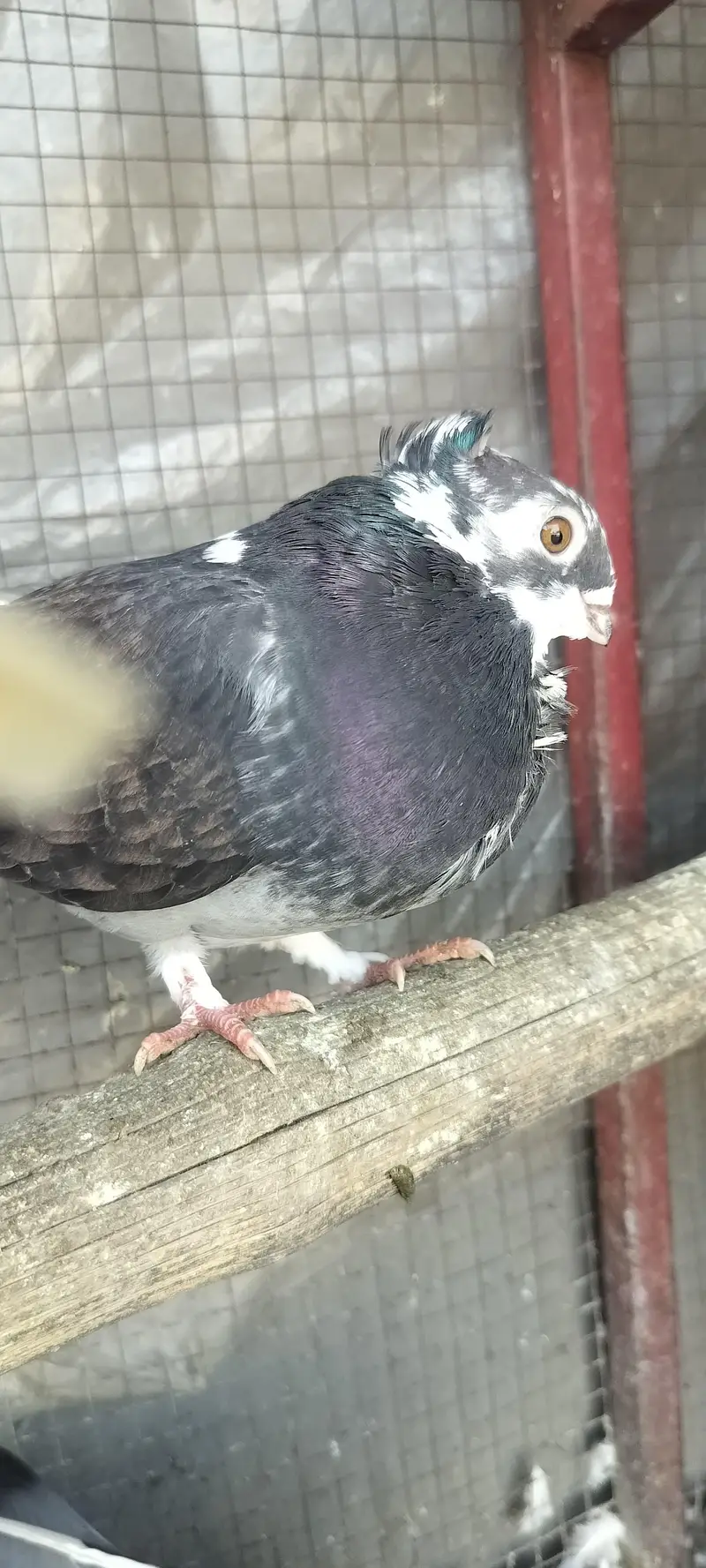 Fancy pegien — photo 12