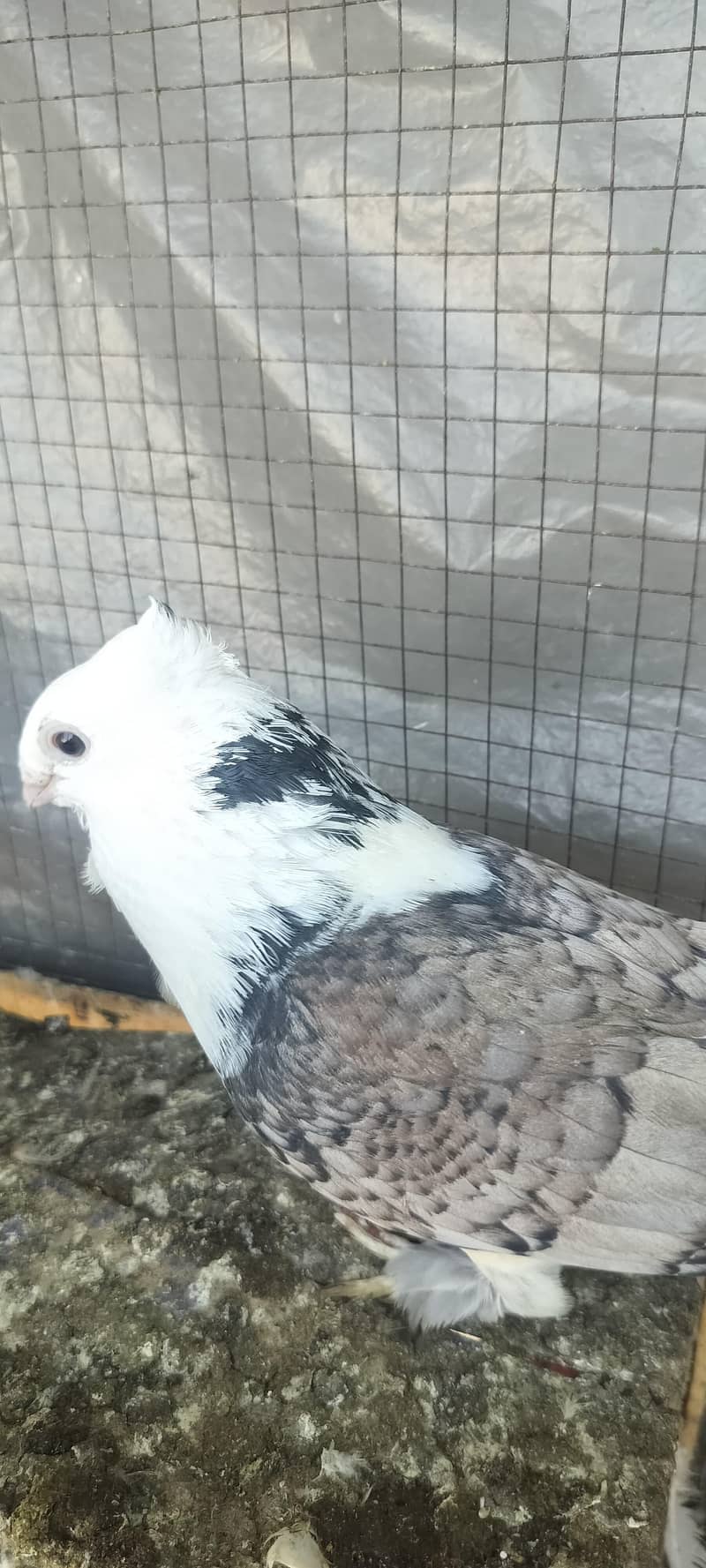 Fancy pegien 12