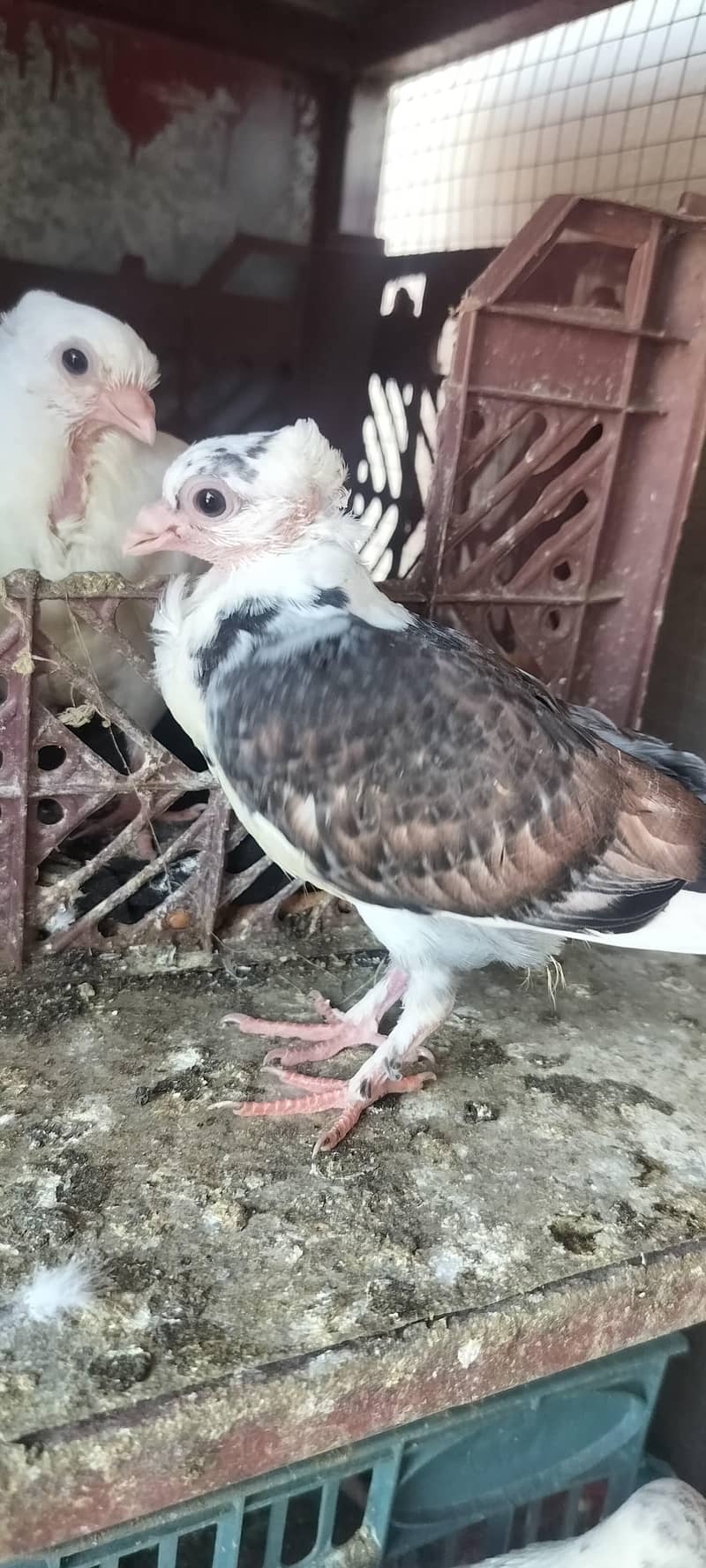 Fancy pegien 13