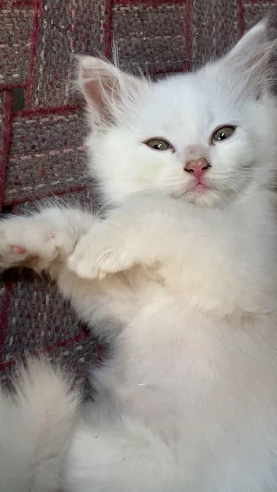 Persian cat