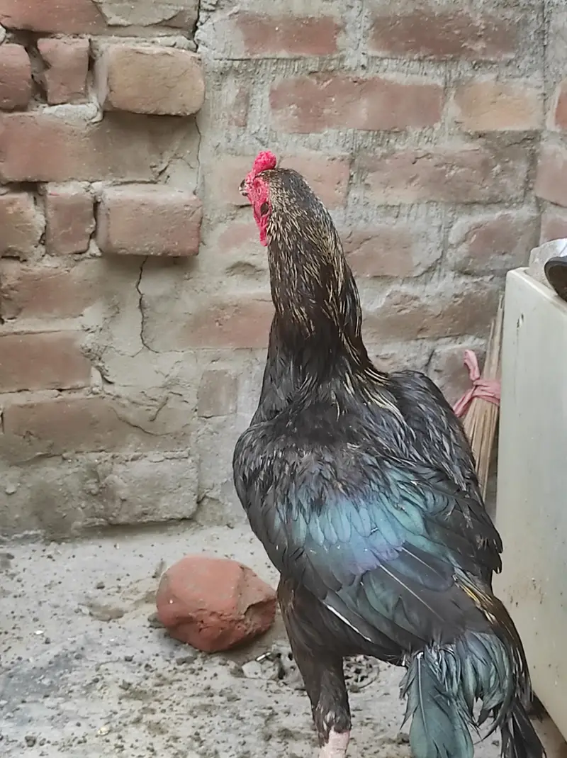 Aseel pair — photo 2