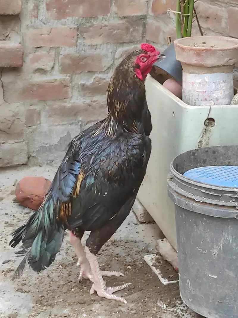 Aseel pair — photo 4