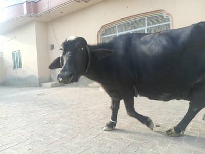 Sajjar Sui 2nd Sua Taili Nili Ravi Buffalo