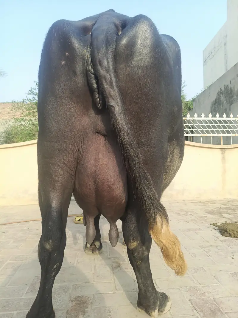 Sajjar Sui 2nd Sua Taili Nili Ravi Buffalo — photo 2