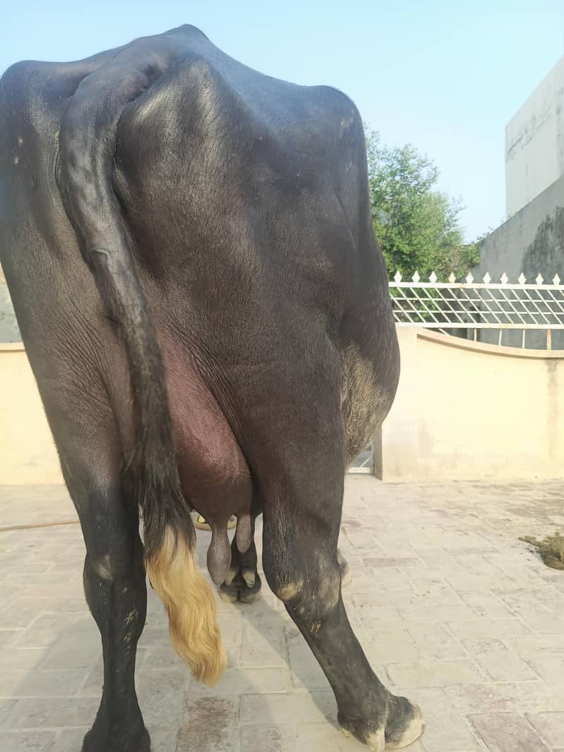 | نیلی راوی بھینس | برائے فروخت 2