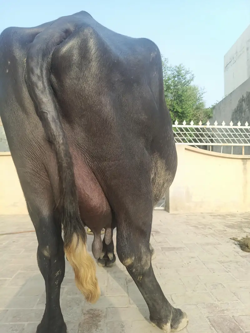 Sajjar Sui 2nd Sua Taili Nili Ravi Buffalo — photo 3