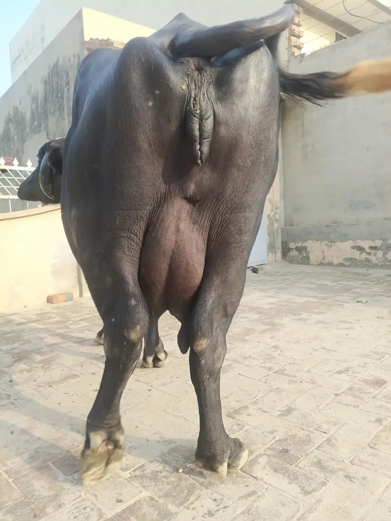 Sajjar Sui 2nd Sua Taili Nili Ravi Buffalo — photo 4
