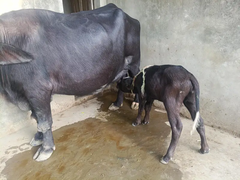 Sajjar Sui 2nd Sua Taili Nili Ravi Buffalo — photo 5