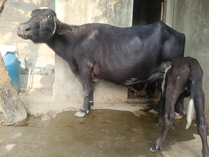Sajjar Sui 2nd Sua Taili Nili Ravi Buffalo — photo 6
