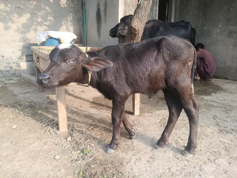 Sajjar Sui 2nd Sua Taili Nili Ravi Buffalo — photo 8