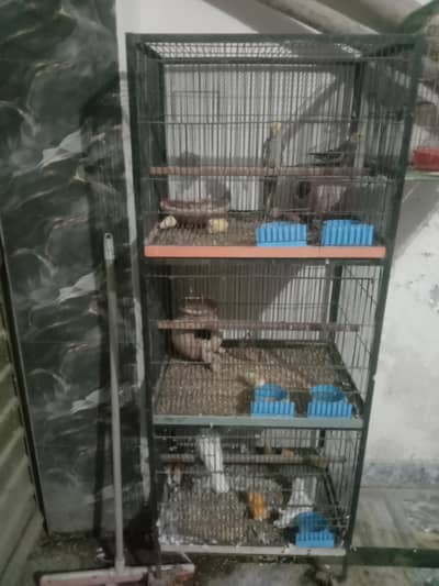 birds read discreption