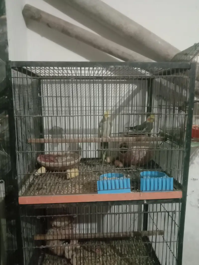birds read discreption — photo 2