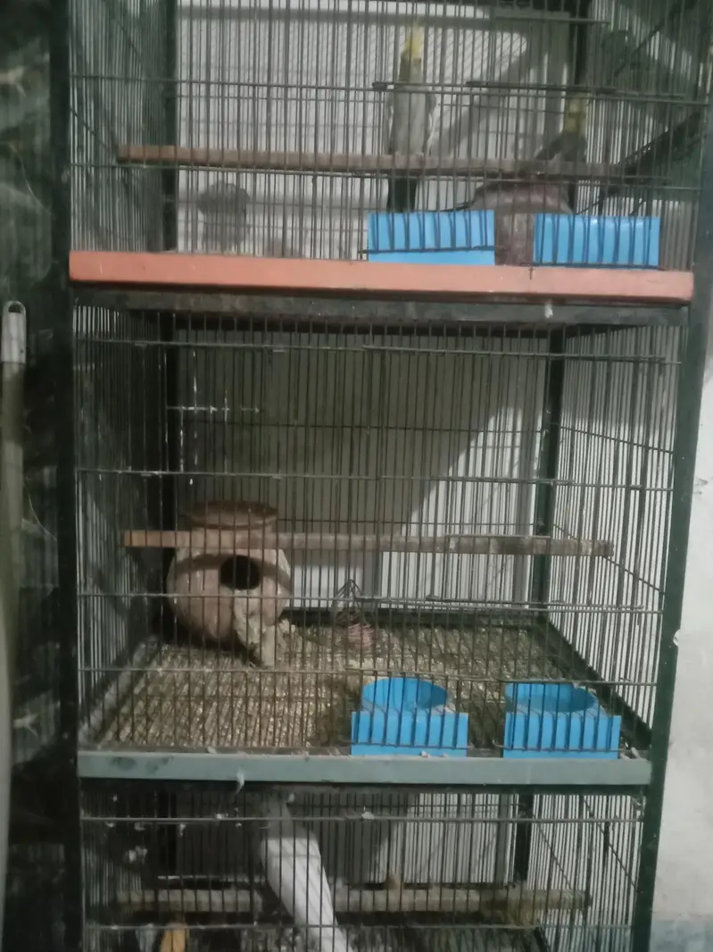 birds read discreption — photo 3