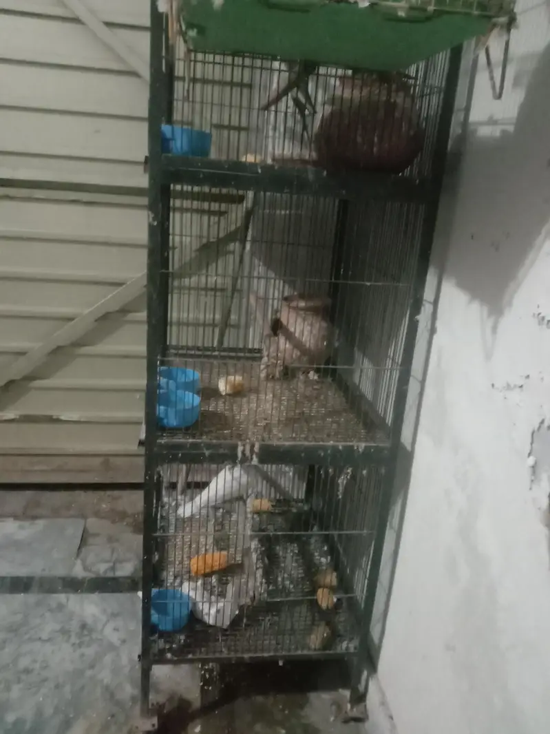 birds read discreption — photo 4