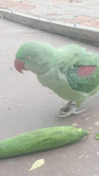 Parrot