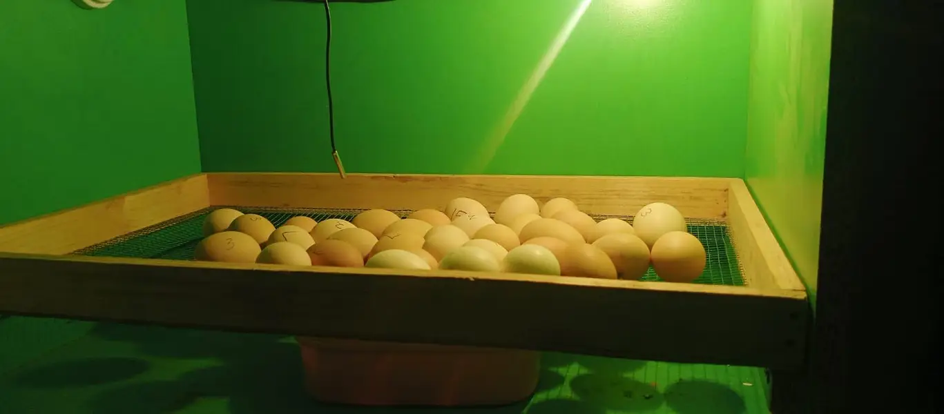 Incubator eggs 100 super — photo 2