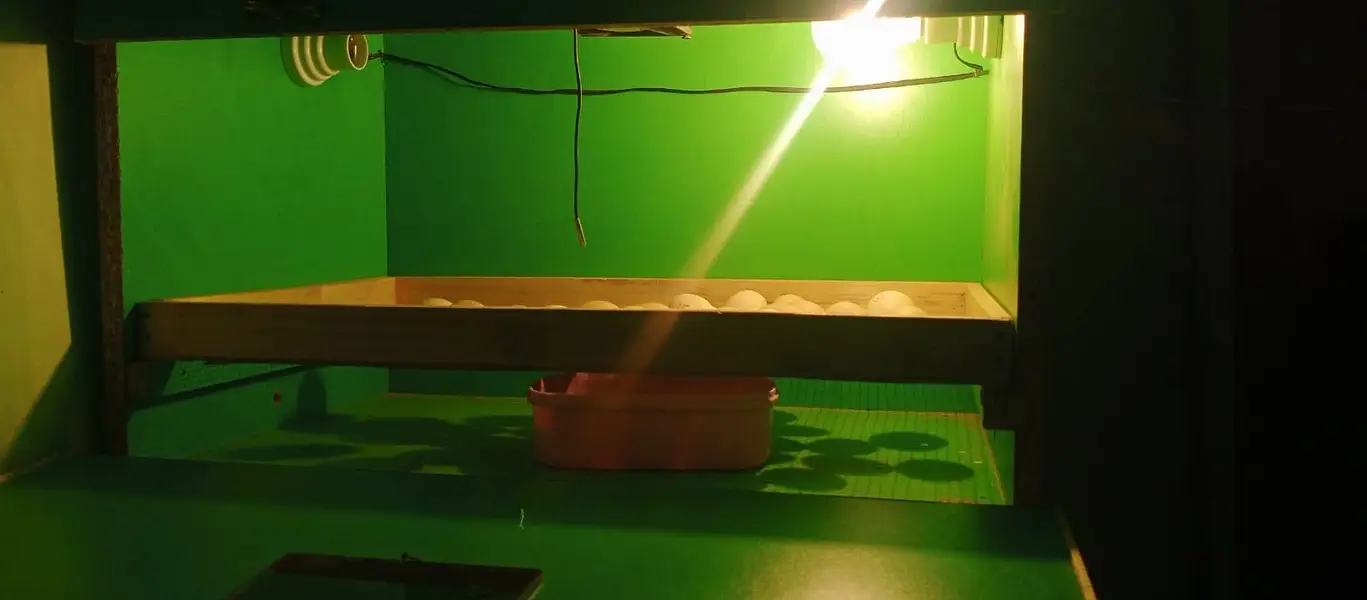 Incubator eggs 100 super — photo 5