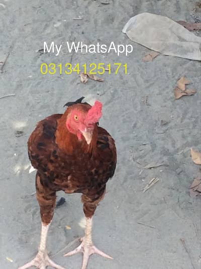 ALL Breeding hens