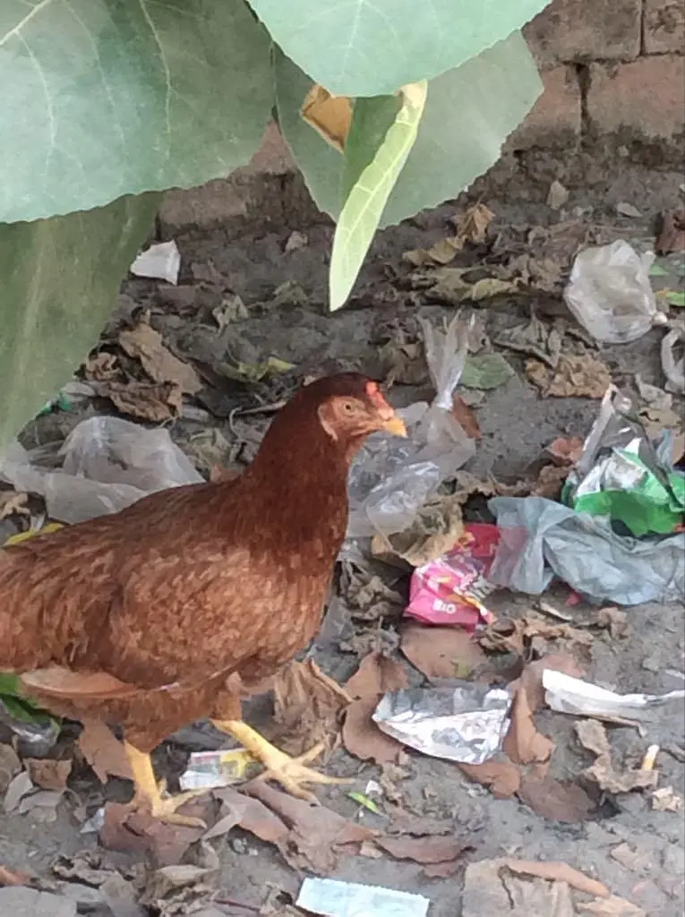 ALL Breeding hens — photo 6