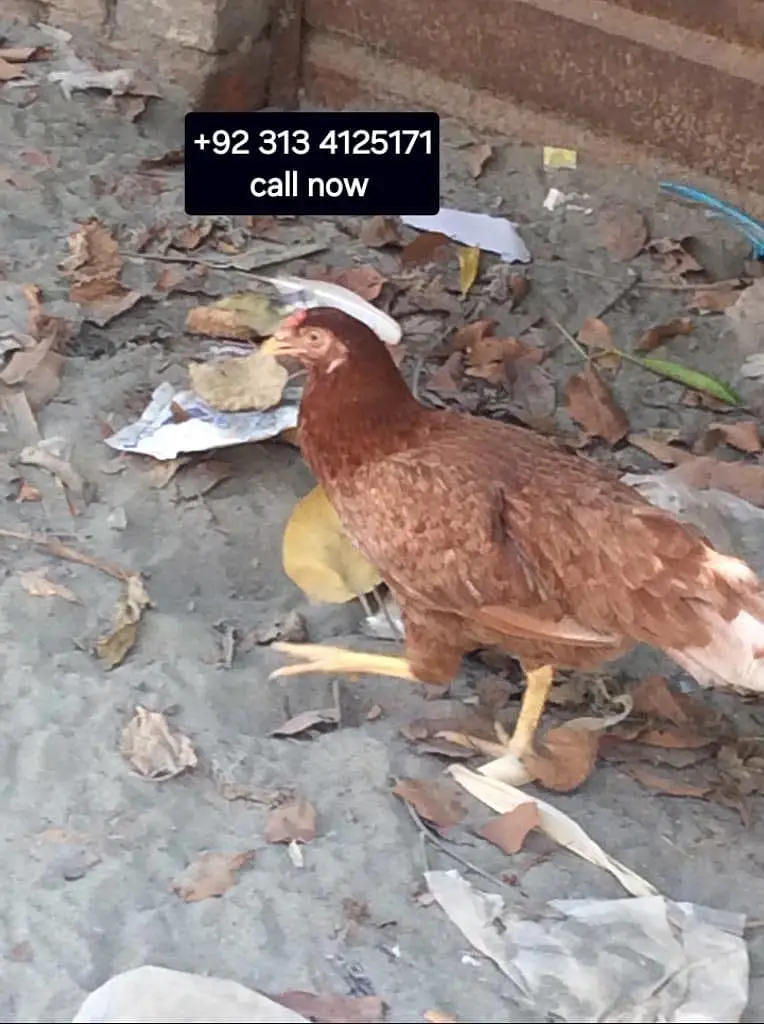 ALL Breeding hens — photo 7