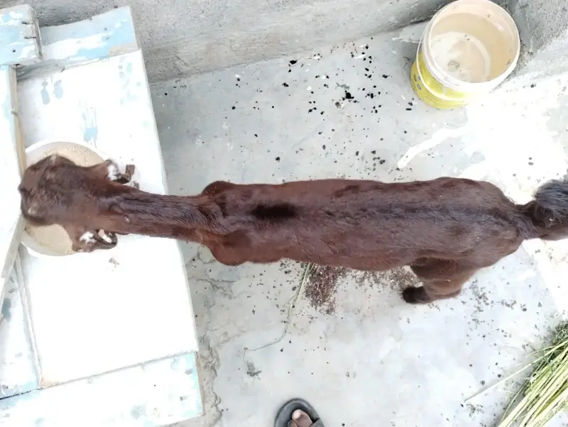 Bakra for sale — photo 2