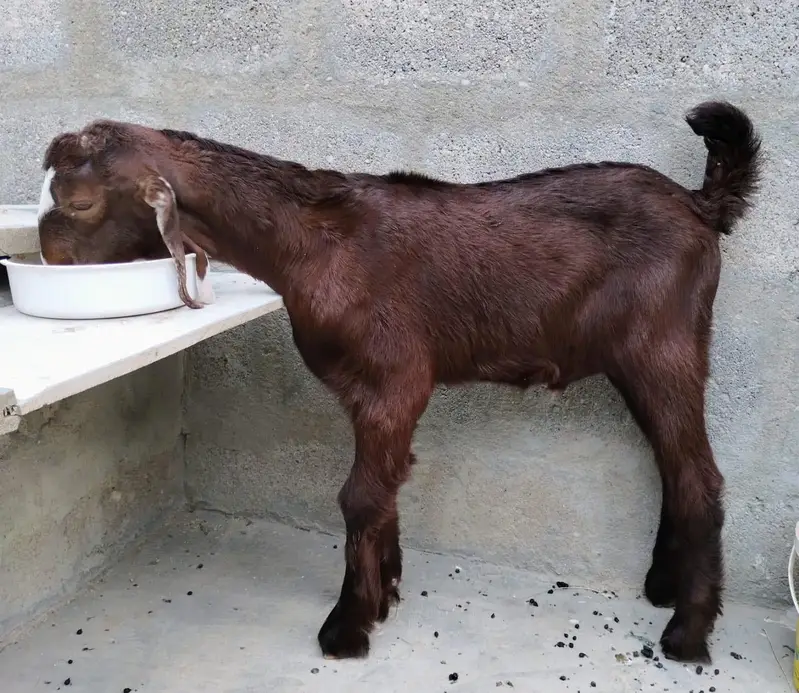 Bakra for sale — photo 4
