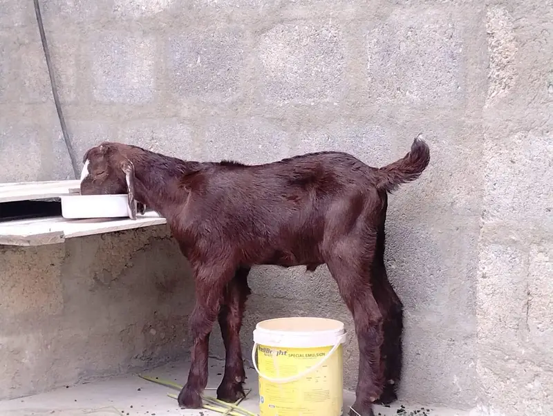 Bakra for sale — photo 6