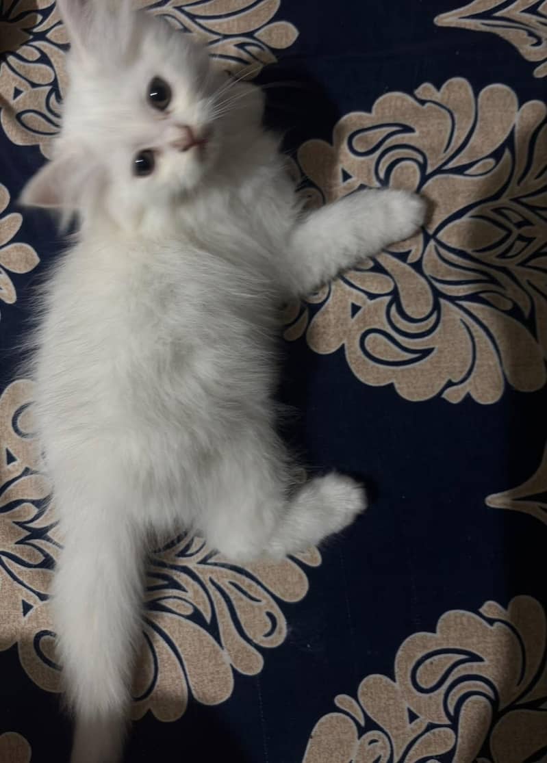 Persian cat 1