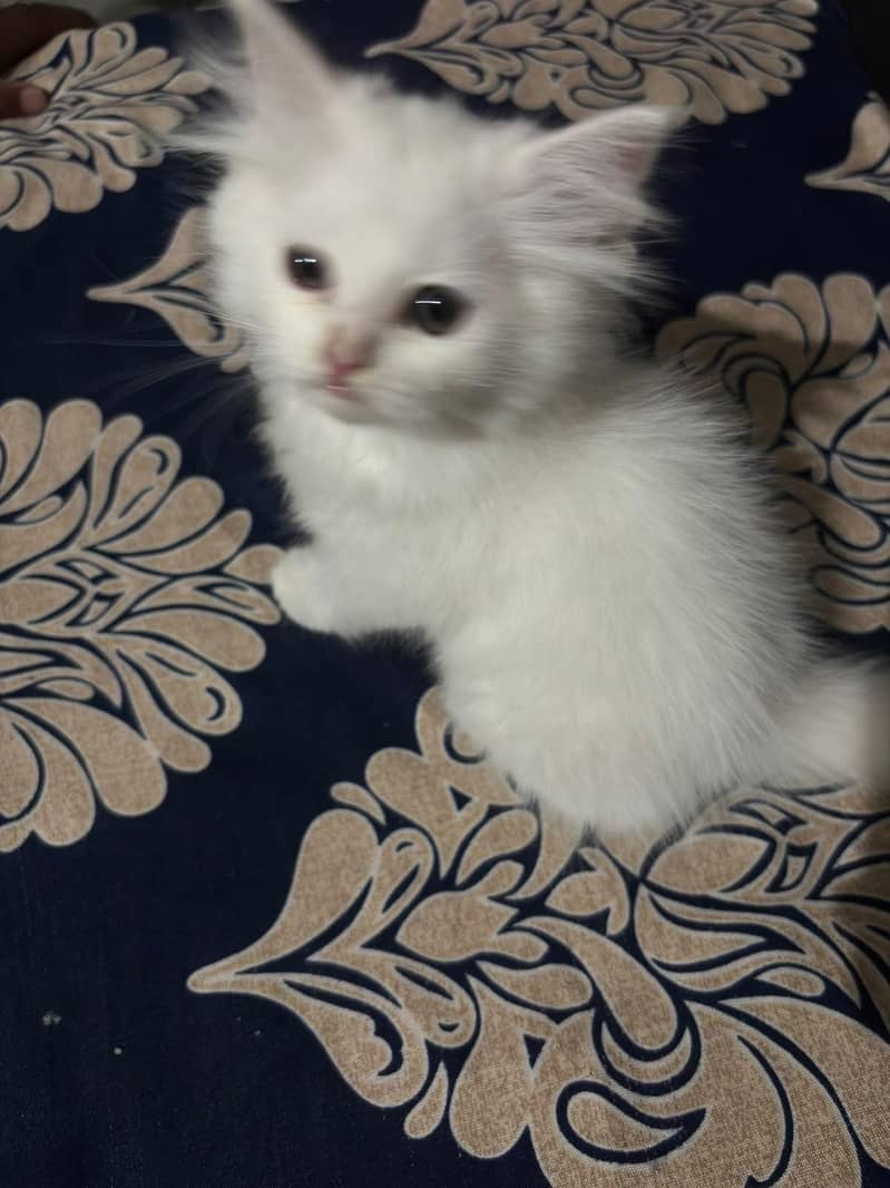 Persian cat 2