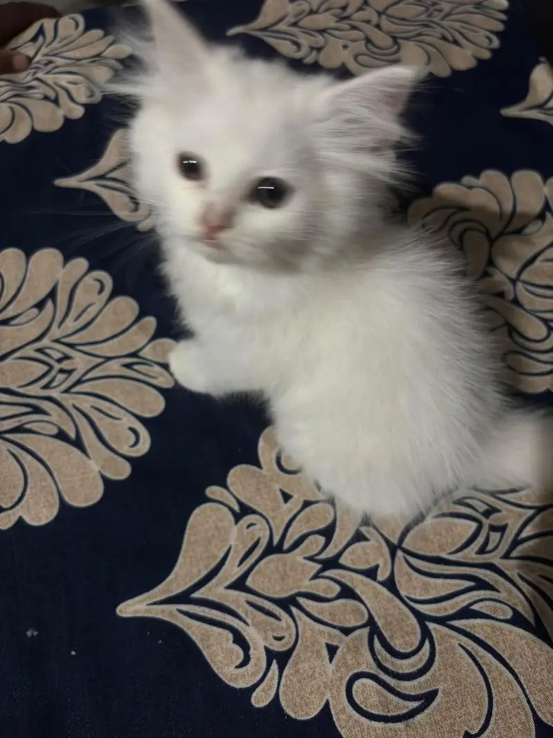 Persian cat — photo 3