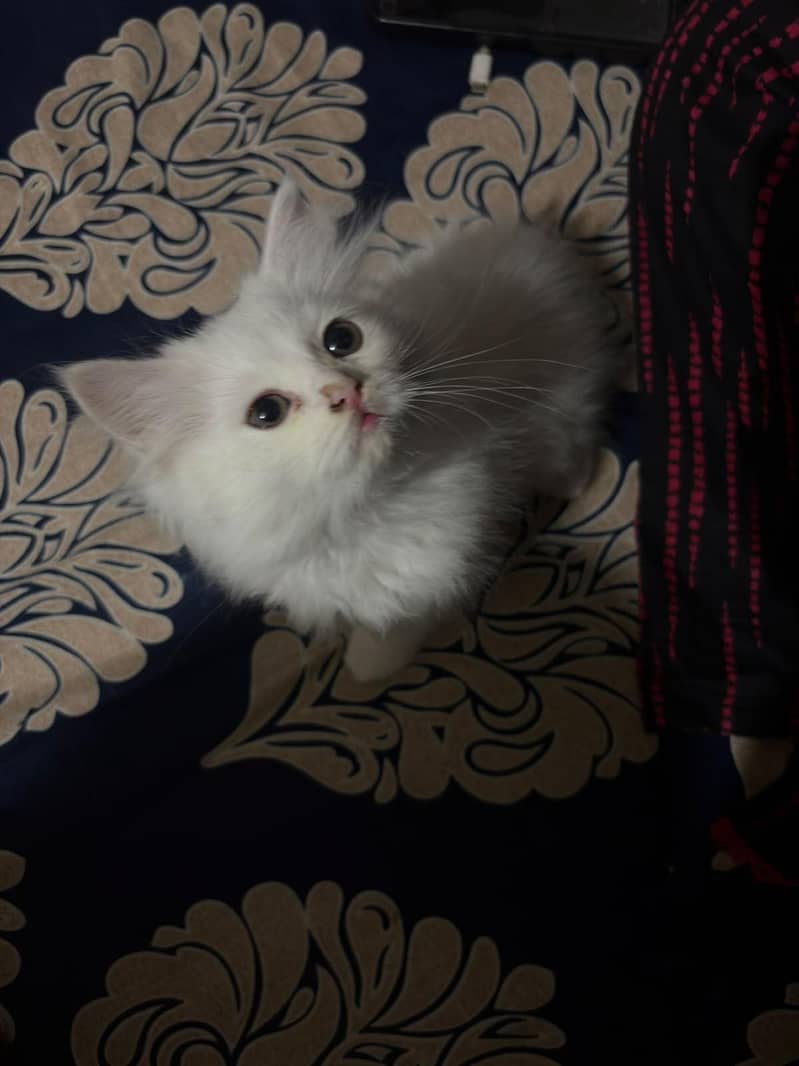 Persian cat 3