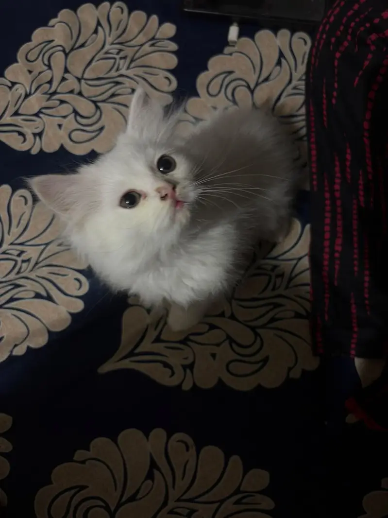Persian cat — photo 4
