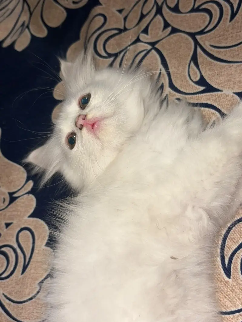Persian cat — photo 5