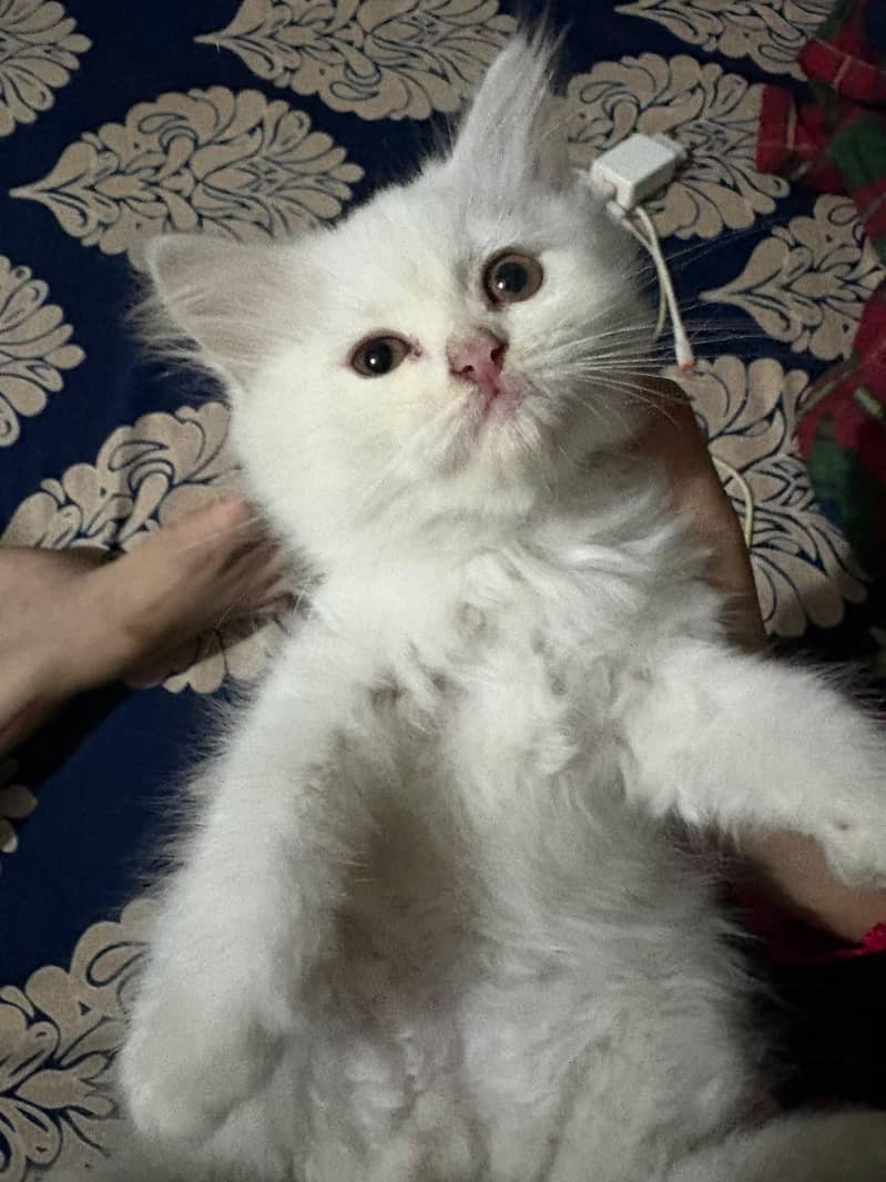 Persian cat 5