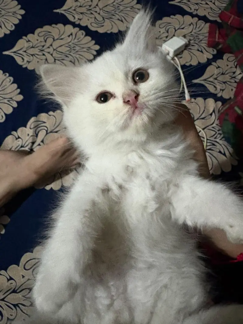 Persian cat — photo 6