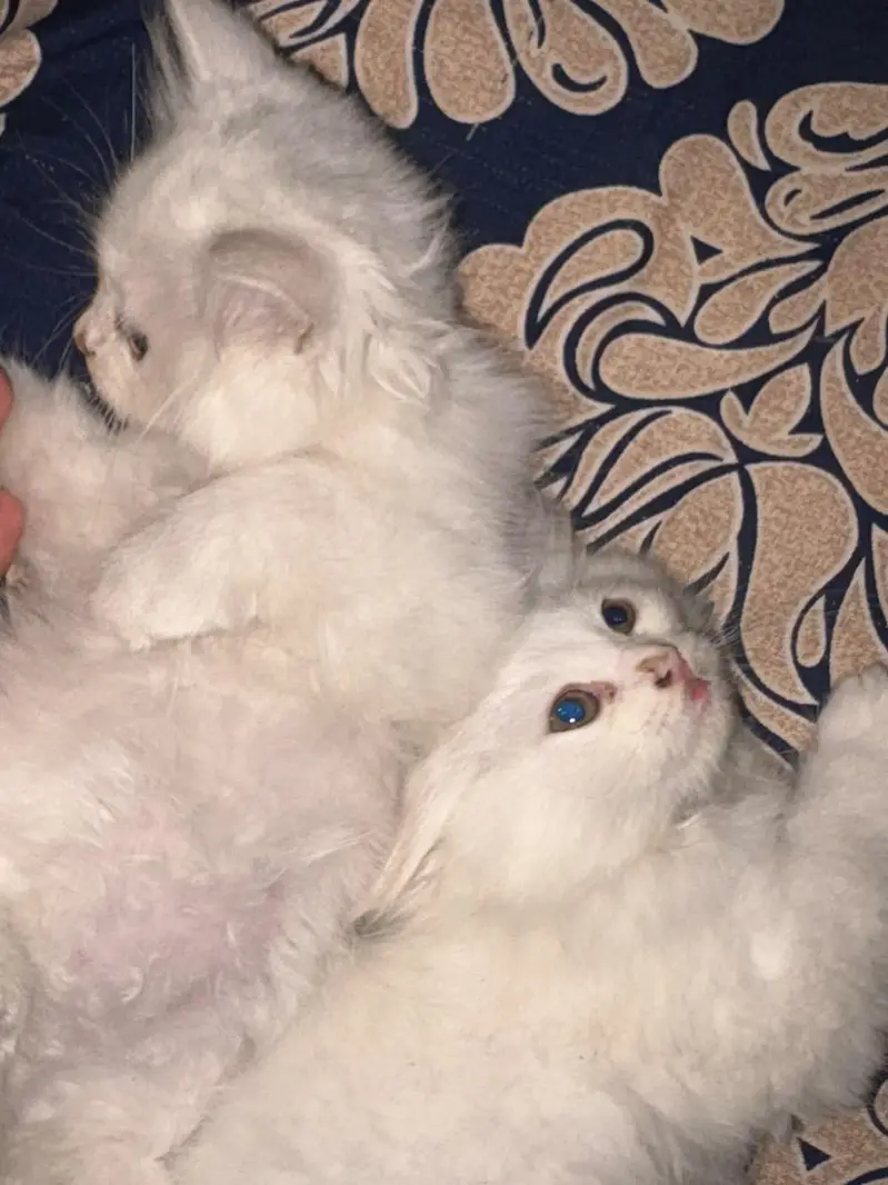 Persian cat — photo 7