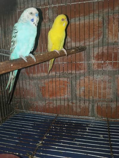 budgies pair for sale