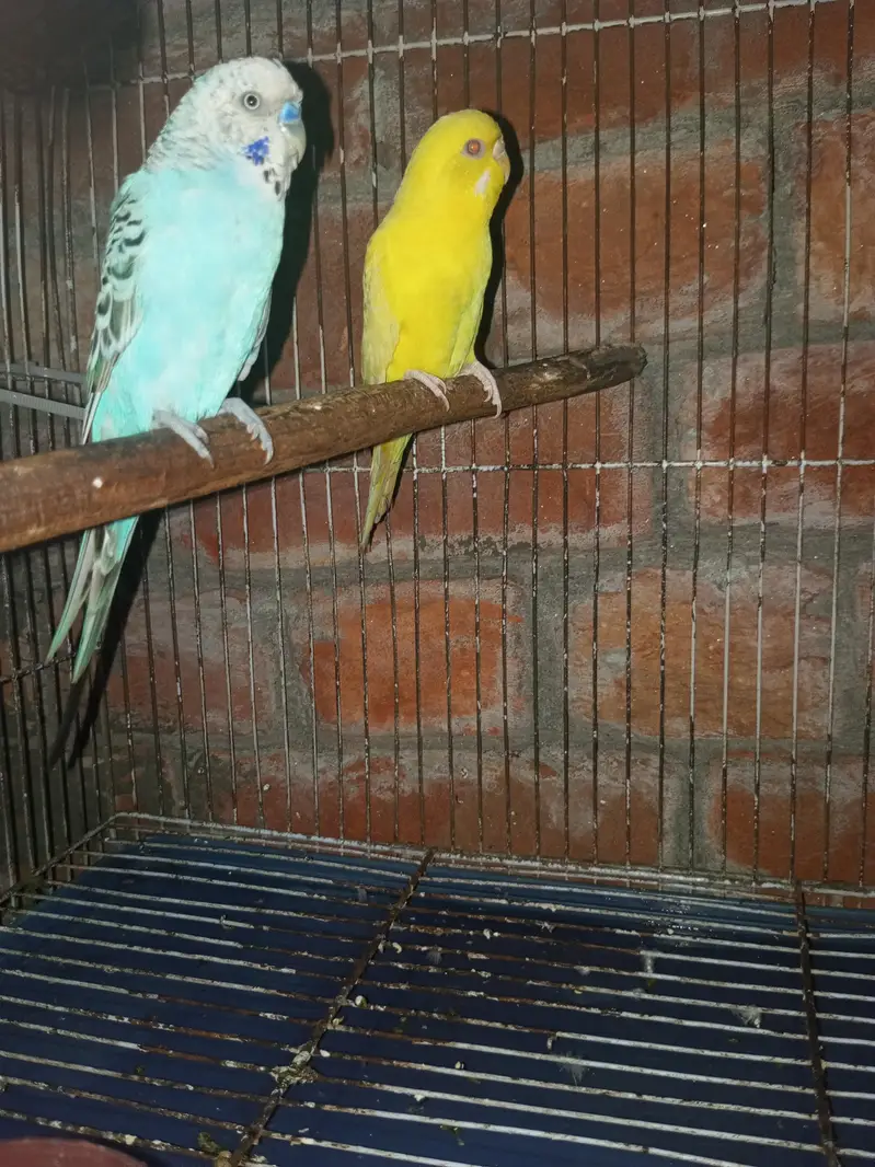 budgies pair for sale — photo 2
