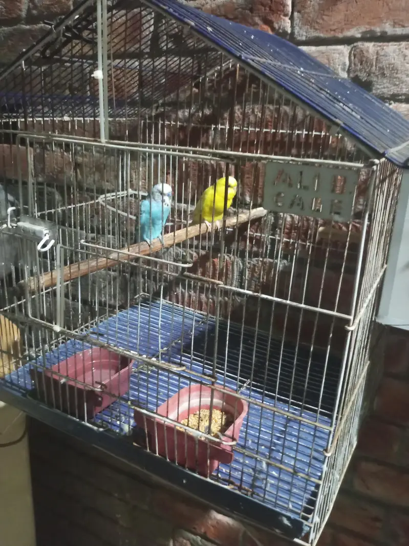 budgies pair for sale — photo 3