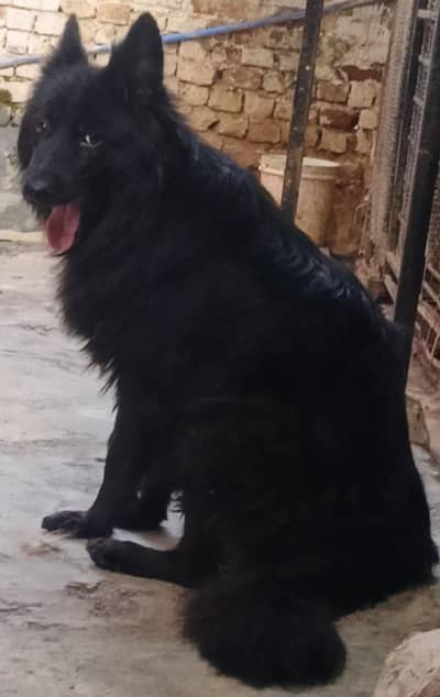 German Shepherd Quality Female