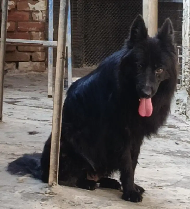 German Shepherd Quality Female — photo 2