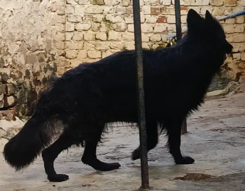 German Shepherd Quality Female — photo 3