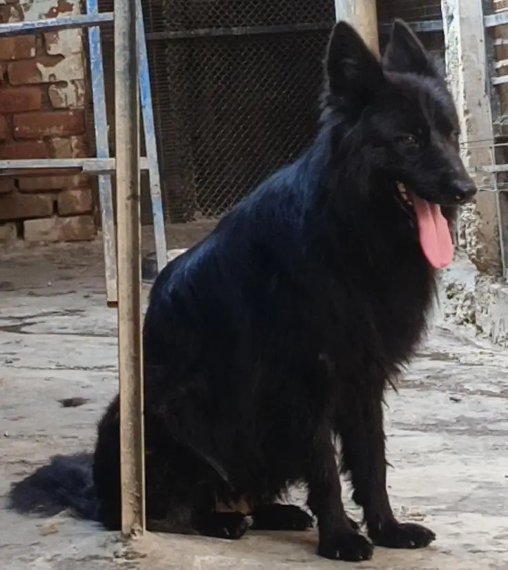 German Shepherd Quality Female — photo 4