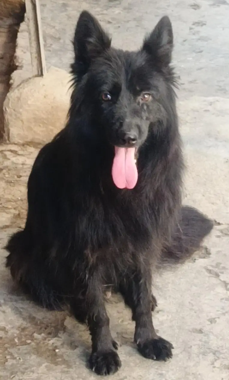 German Shepherd Quality Female — photo 5