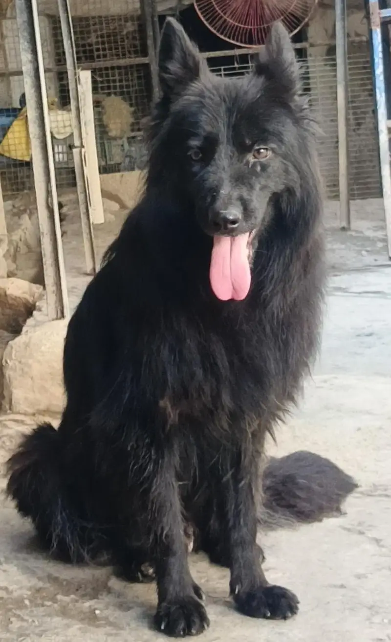 German Shepherd Quality Female — photo 6