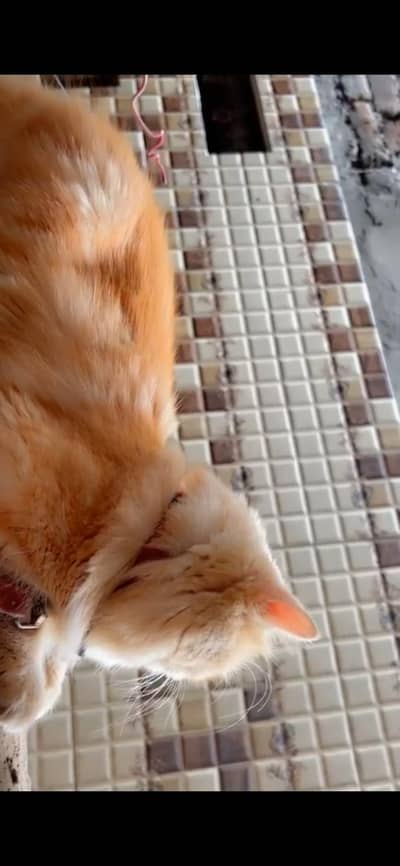 Male Persian triple coated cat available for breeding.