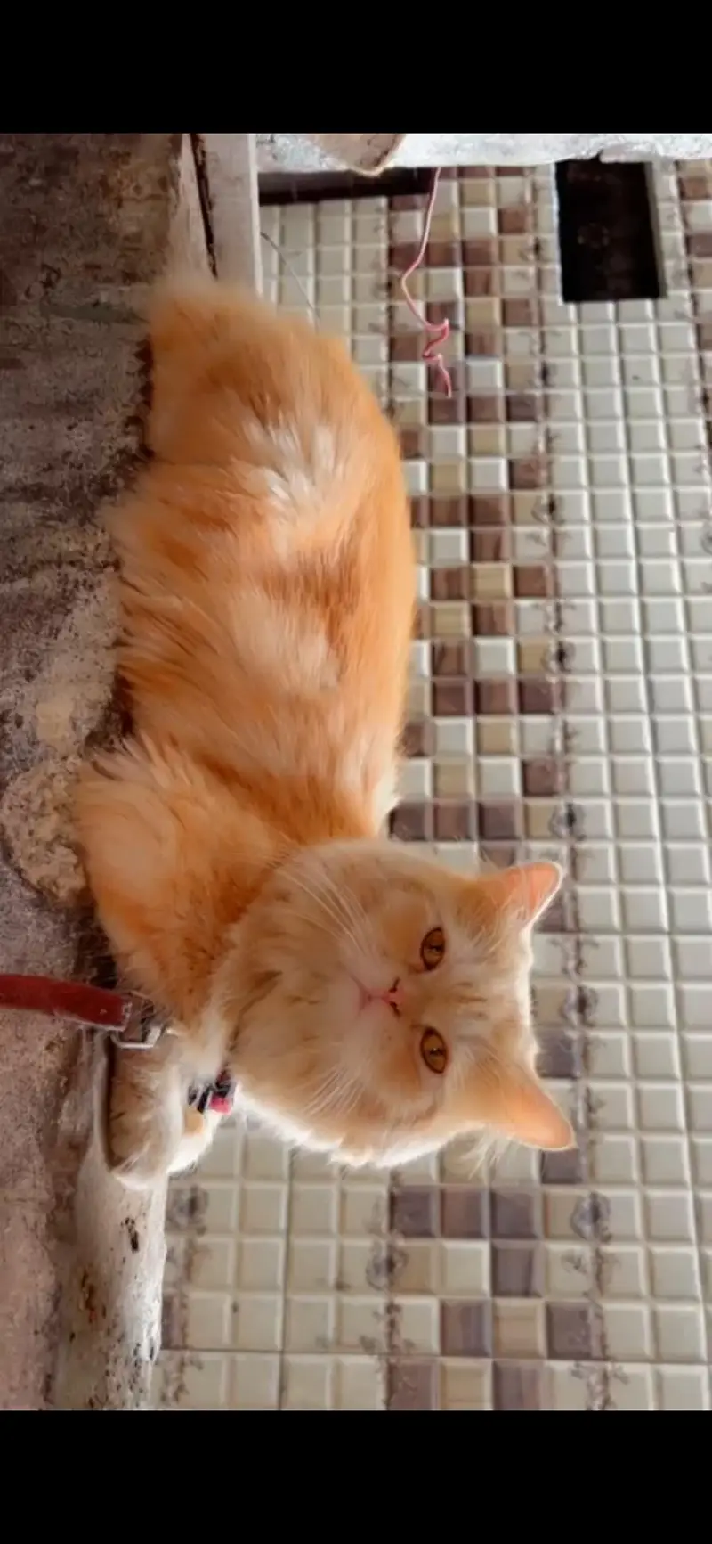 Male Persian triple coated cat available for breeding. — photo 2