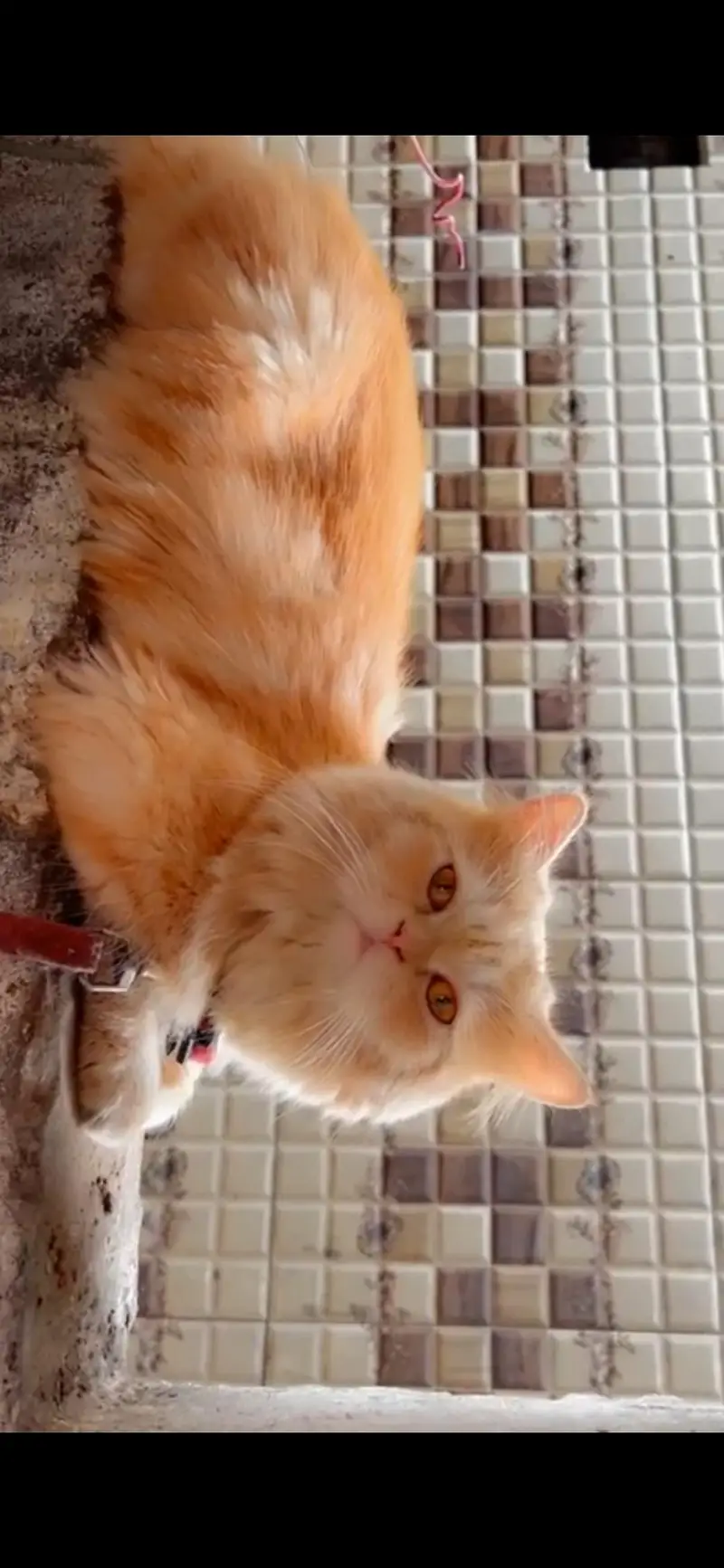 Male Persian triple coated cat available for breeding. — photo 3